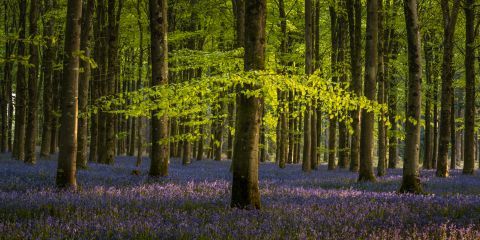 Ashmore_Wood_Dorset-8888-2.jpg