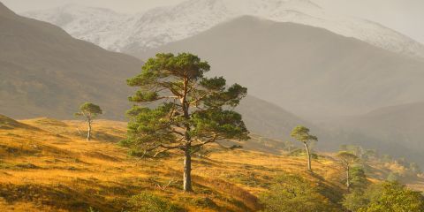 Header-Glen-Affric-19.jpg