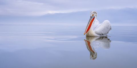 Preview-Dalmatian-Pelican-7871.jpg